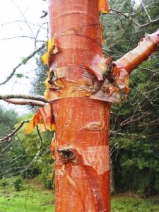 Betula utilis subsp. albosinensis ‘Bowling Green’