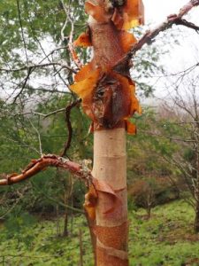 Betula utilis subsp. albosinensis ‘China Ruby’