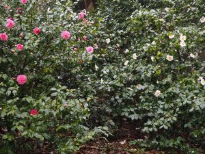 Camellia x williamsii ‘George Blandford’ and Camellia japonica ‘Devonia’