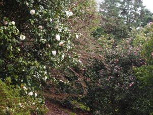 Camellia japonica ‘Silver Anniversary’ and Camellia x williamsii ‘St Ewe’