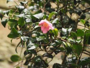 Camellia sasanqua