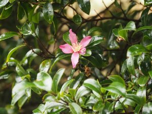 Camellia sasanqua