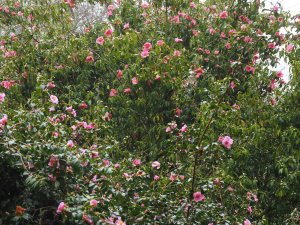 Camellia x williamsii ‘St Ewe’ and Camellia reticulata
