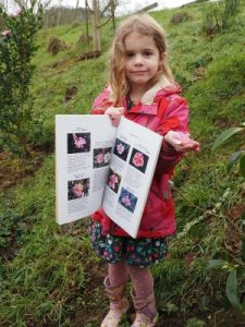 Bea with Camellia sasanqua ‘Yume’