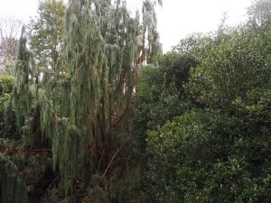 Juniperus recurva var. coxii (2002 planted) and Osmanthus heterophyllus