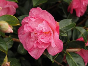 Camellia x williamsii ‘Mary Phoebe Taylor’