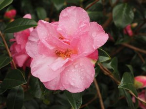 Camellia x williamsii ‘Mary Phoebe Taylor’