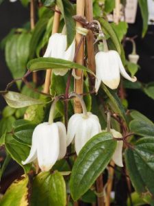 Clematis urophylla ‘Winter Beauty’