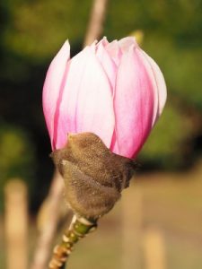 Magnolia sprengeri var. diva ‘Fire’