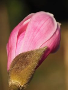 Magnolia sprengeri var. diva ‘Fire’