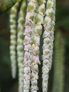 Garrya elliptica ‘James Roof’