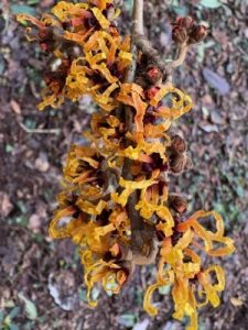 Hamamelis mollis