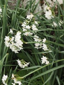 Narcissus ‘Tête-à-tête’