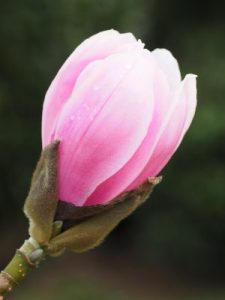 Magnolia sprengeri var. diva ‘Fire’