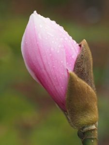 Magnolia sprengeri var. diva ‘Fire’