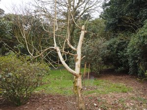 Magnolia ‘Princess Margaret’