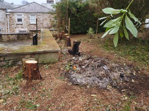 demolishing another Thuja hedge