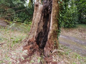 rotten Quercus ilex