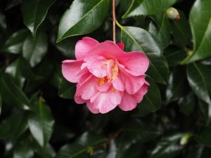Camellia x williamsii ‘Monica Dance’