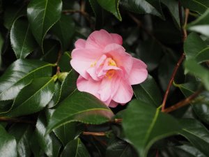 Camellia x williamsii ‘Monica Dance’