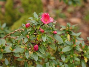 Dad’s azalea hybrids