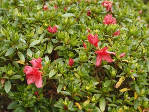 Dad’s azalea hybrids