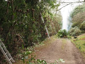 laurel hedge