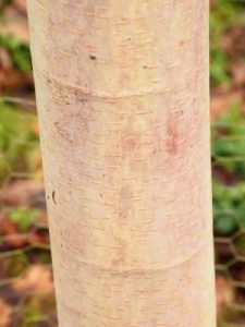 Betula utilis subsp. albosinensis ‘China Ruby’