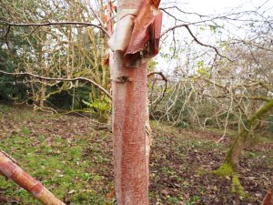 Betula utilis subsp. albosinensis ‘China Ruby’