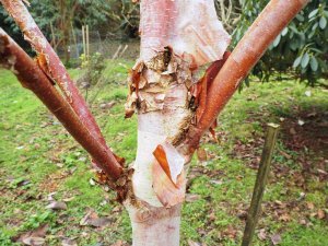 Betula utilis subsp. albosinensis ‘China Ruby’