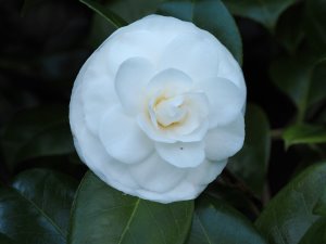 Camellia x williamsii ‘Jovey Carlyon’