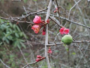 Chaenomeles speciosa ‘Umbilicata’