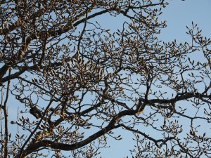 Magnolia campbellii above Crinodendron Hedge