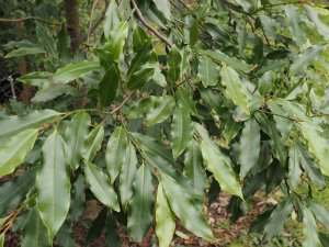 Magnolia compressa (Michelia compressa)