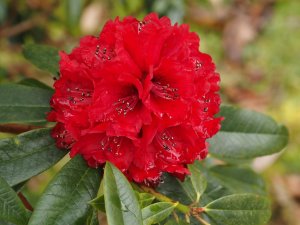 Rhododendron arboreum