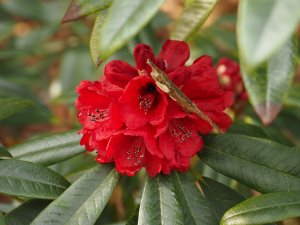 Rhododendron arboreum