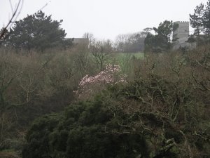 Magnolias out in the Giddle Orchard