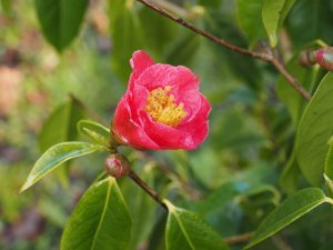Camellia pitardii
