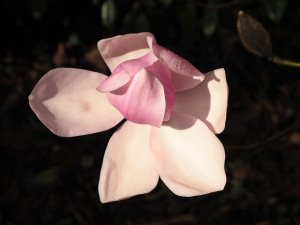 Magnolia campbellii x campbellii var. mollicomata ‘Raffillii Group’
