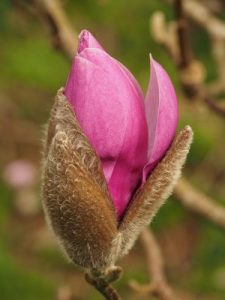 Magnolia ‘Eleanor May’