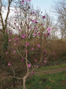 Magnolia ‘F. J. Williams’