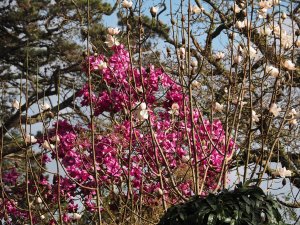 Magnolia ‘Lanarth’ (New Zealand form) and Magnolia ‘Sir Harold Hillier’