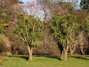 Cordyline australis and Magnolia campbellii