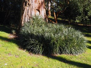 Fascicularia bicolor and Sequoiadendron giganteum