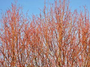 Tilia cordata ‘Winter Orange’