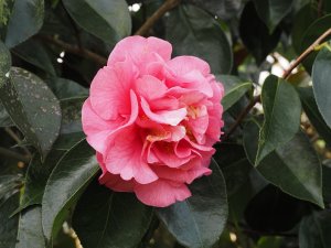 Camellia reticulata ‘Emma Gaeta’ (Nuccio’s No.27)