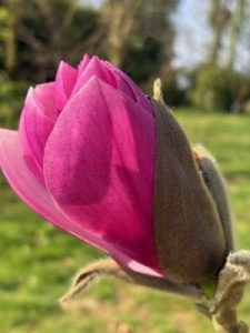 Magnolia ‘Pickard’s Ruby’ x M. ‘J. C. Williams’