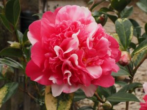 Camellia x williamsii ‘Anticipation Variegated’ or Camellia x williamsii ‘Ballet Queen Variegated’
