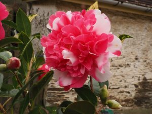 Camellia x williamsii ‘Anticipation Variegated’ or Camellia x williamsii ‘Ballet Queen Variegated’
