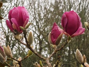 Magnolia ‘Black Tulip’ x M. ‘Deep Purple Dream’